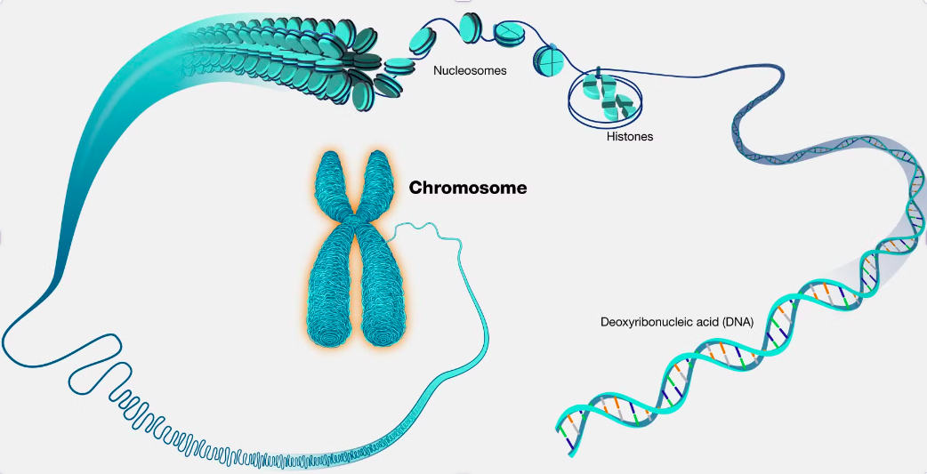 DNA Structure
